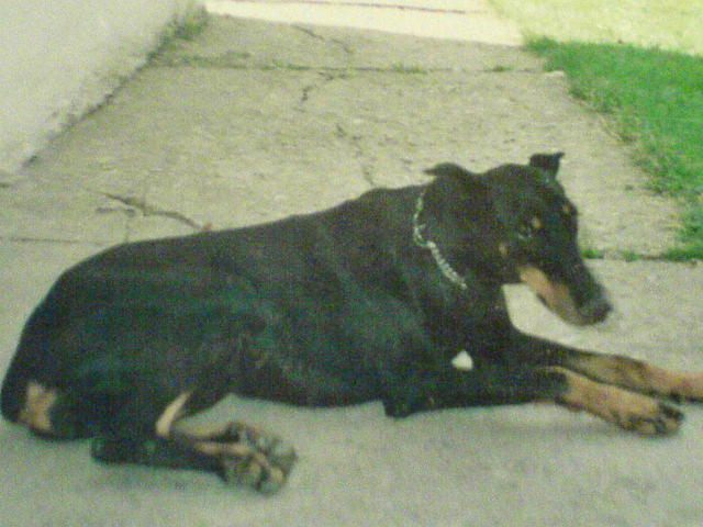 můj pejsek Bettynka(dobrman,krásný pejsek)